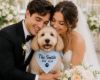 Picture of Custom Wedding Dog Bandana, Personalized Pet Bandana with Family Name, Embroidered Dog Scarf, Wedding Announcement Puppy Accessory Gift