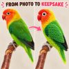 Picture of Custom Your Pet Crochet Doll From Photo, Personalized Bird Plush, Custom Lovebird Crochet Doll, Parrot Replica, Pet Memorial Keepsake Gift